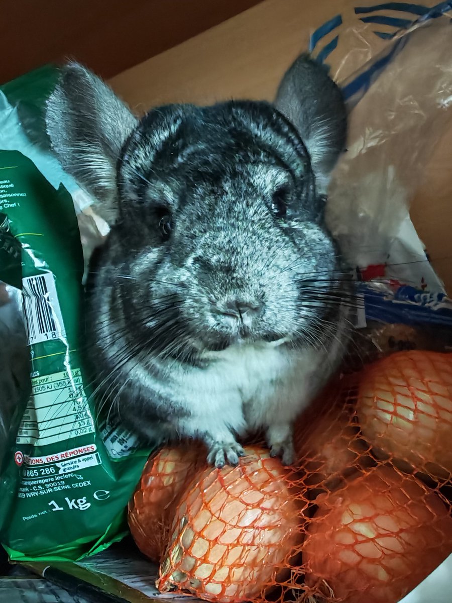 S0phie_00's tweet photo. @Oriane_rfli Noisette la gecko, Osiris le chinchilla et Éther le combattant 🥰 https://t.co/rYzxr4Jn4a