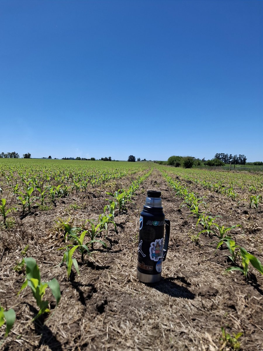 Bastante maíz 🌽 de primera, los qué he visto muy buenos !!! Sur de Uy #agro #farm #maiz #farm #corn #campo