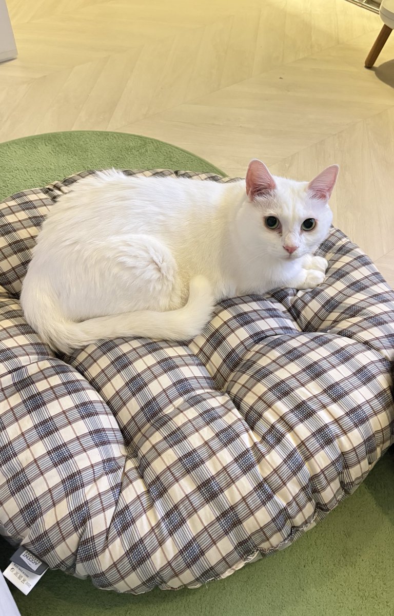 엄마가 추석에 고양이 손자 방석 사줬따 
사용하는거 영통하니 넘 좋아라하심ㅋㅋ