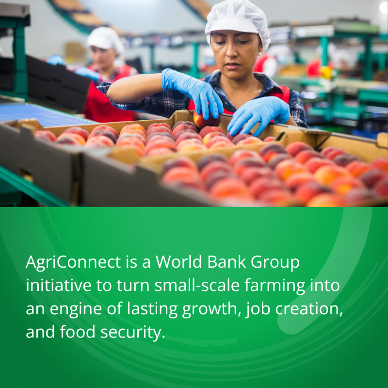 WorldBankGroup's tweet photo. AgriConnect, a @WorldBank initiative to turn small-scale farming into an engine of lasting growth, job creation, and food security. 

Learn more. #WBGMeetings