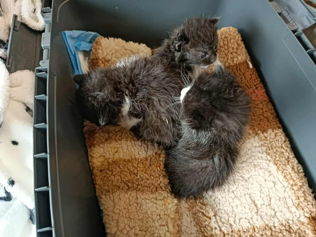 Jeszcze NIKT nie pomógł 😟 

Ich życie dopiero się zaczęło, a już muszą walczyć o każdy dzień… 🐱
Bez mamy, karmione butelką, wymagają leczenia i opieki. Możemy uratować je tylko razem. Pomóż im dorosnąć w miłości i bezpieczeństwie.

ratujemyzwierzaki.pl/butelkowe-malu…