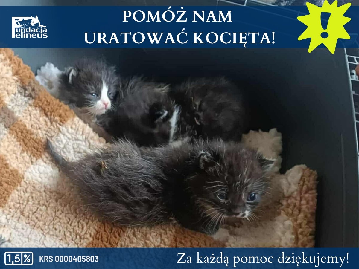 Ich życie dopiero się zaczęło, a już muszą walczyć o każdy dzień... 

ratujemyzwierzaki.pl/butelkowe-malu…

Kilka dni temu na świat przyszły malutkie kocięta. Urodziła je bardzo młoda kotka, która – niestety – nie potrafiła się nimi zająć. Nie chciała ich karmić, odrzucała maluchy. Rodzina, u