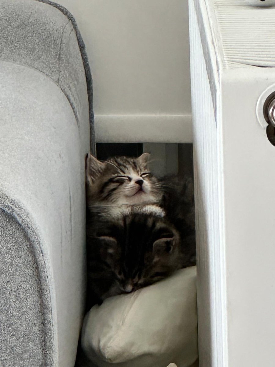 bu iki böcek yuva arıyormuş ankara’da