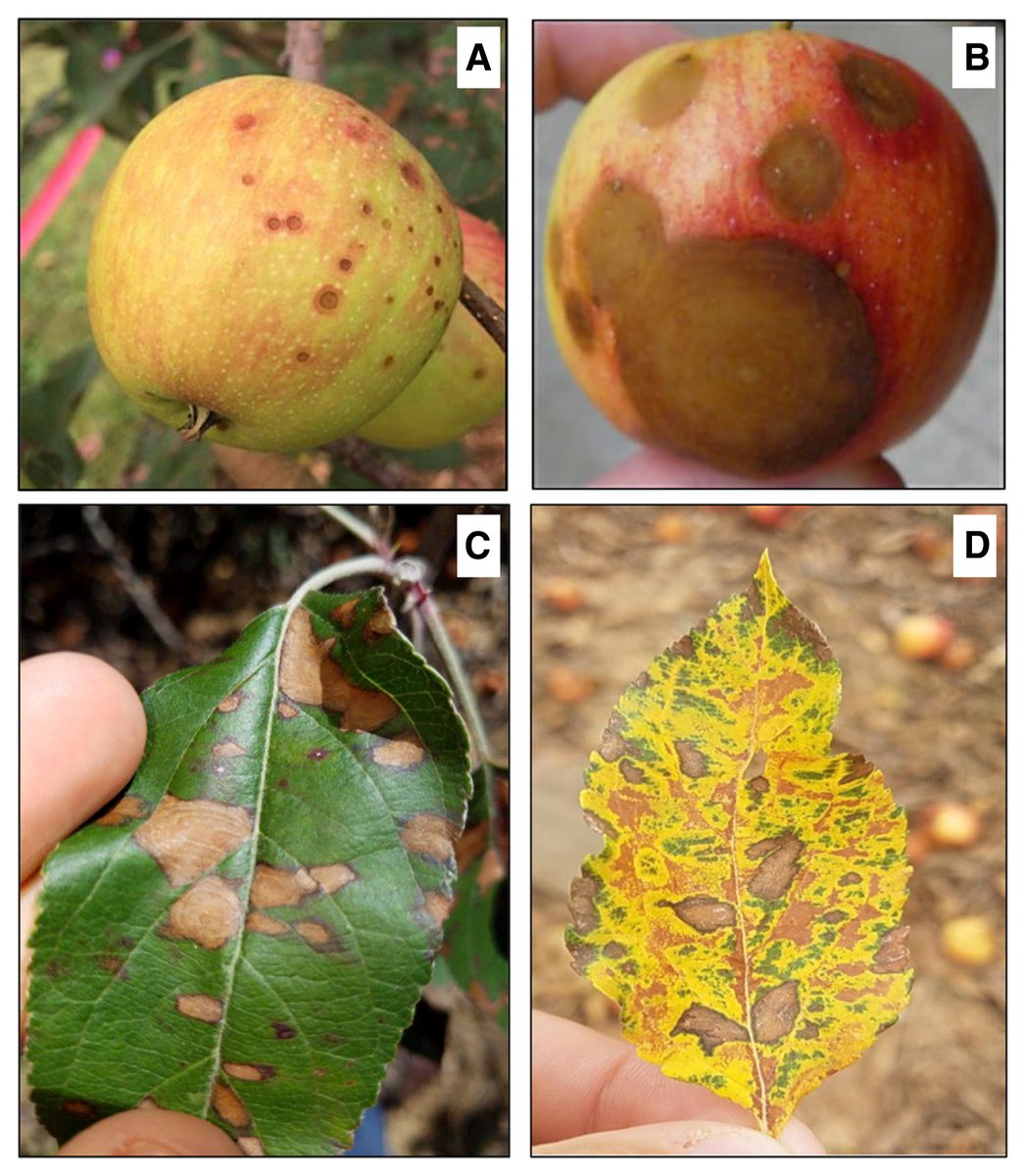 Plant Disease tweet media