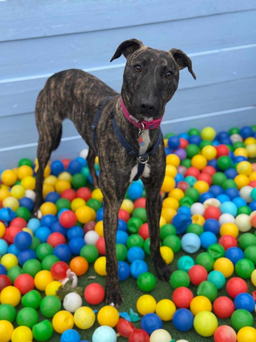 Little Valley Animal Shelter tweet media