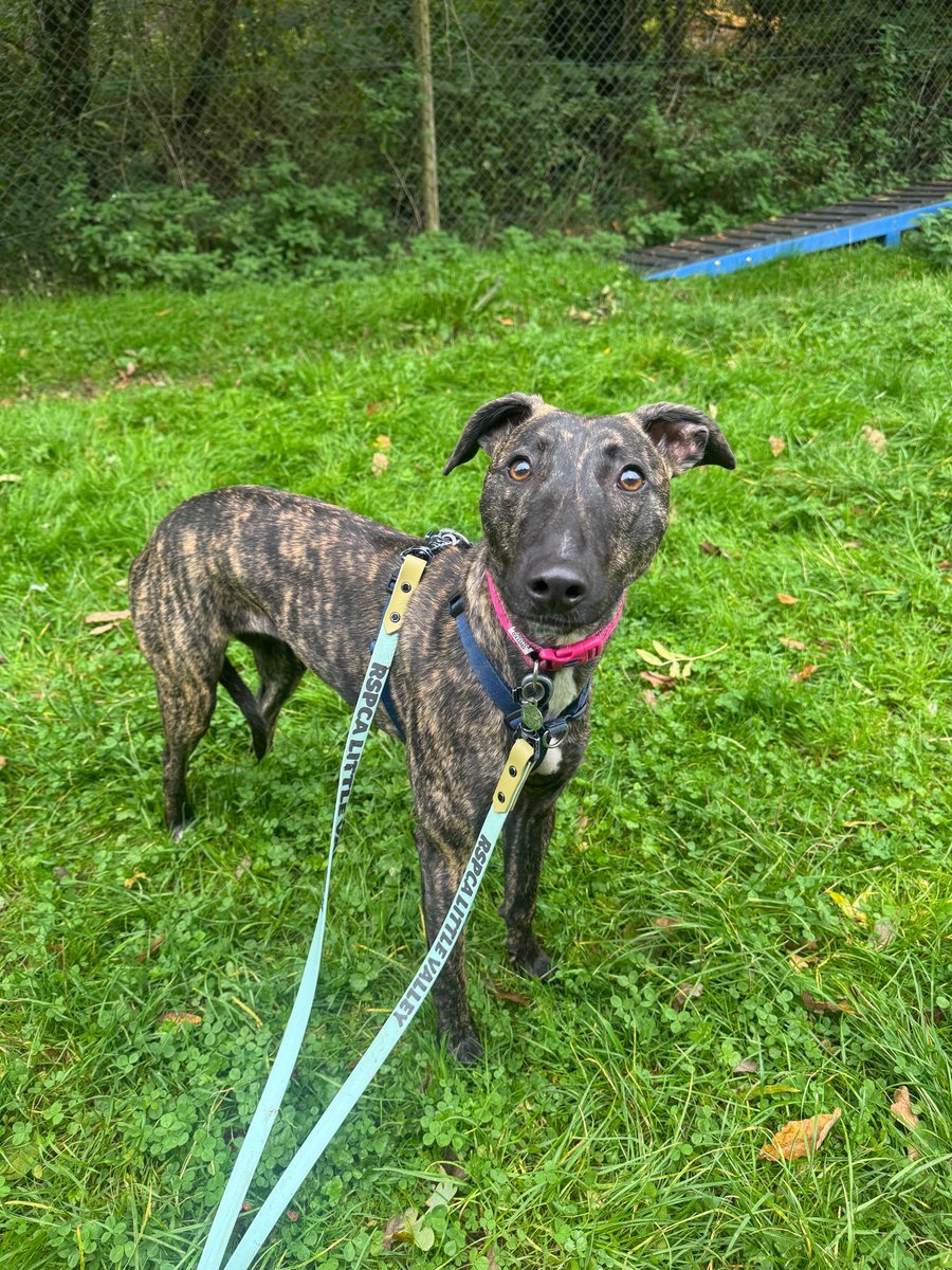 There's nothing quite like a lazy Sunday, and Betty is dreaming of spending hers curled up in her forever home❤️‍🩹

Betty - RSPCA Little Valley Animal Shelter rspca-littlevalley.org.uk/dog/betty/