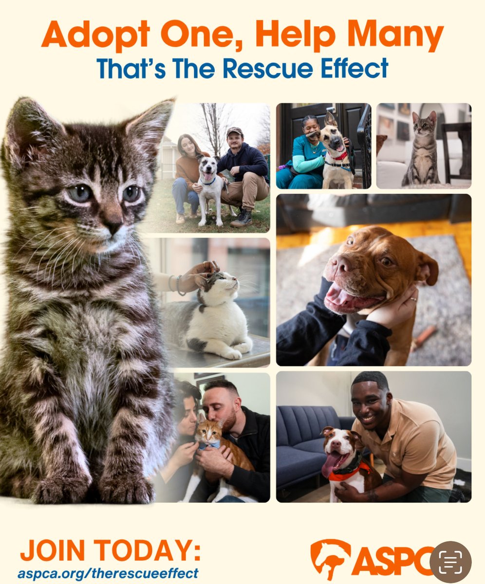 MarthaStewart's tweet photo. Join #TheRescueEffect with me and the @aspca! When you adopt or foster, you help create a ripple that saves more lives – that's #TheRescueEffect! Thanks to the @aspca, 600+ shelters nationwide are participating in this lifesaving campaign! Learn more: https://t.co/QoAiPJkms9 https://t.co/odQlt9sumS