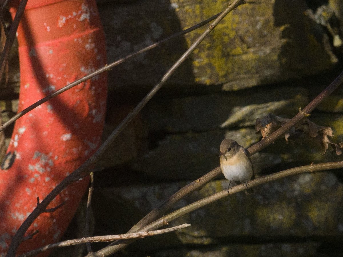 Nice to bump into this Red-breasted Flycatcher at Dennishill today.