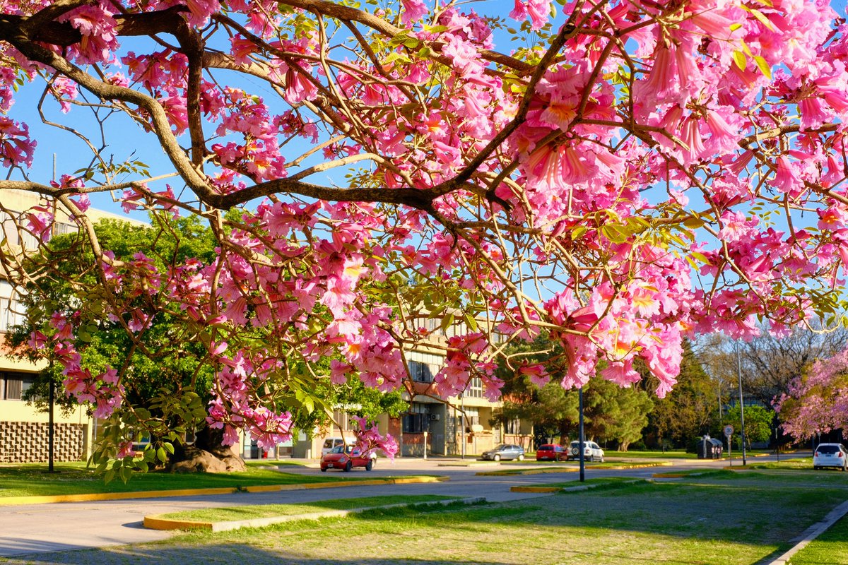 Daniel Carando tweet media