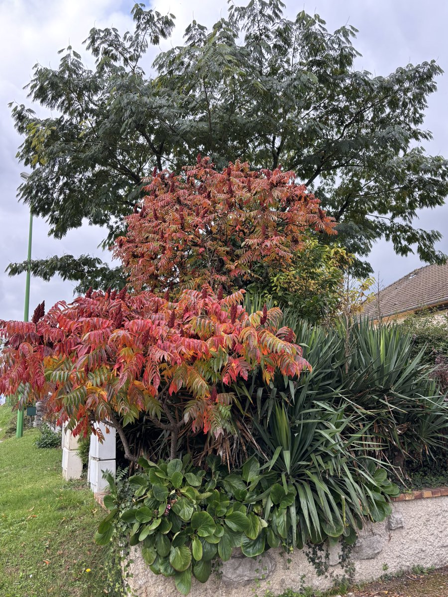 frdvil's tweet photo. #rhus typhina - #sumac 🍁🍂🌱 https://t.co/nOQBoCh9eL
