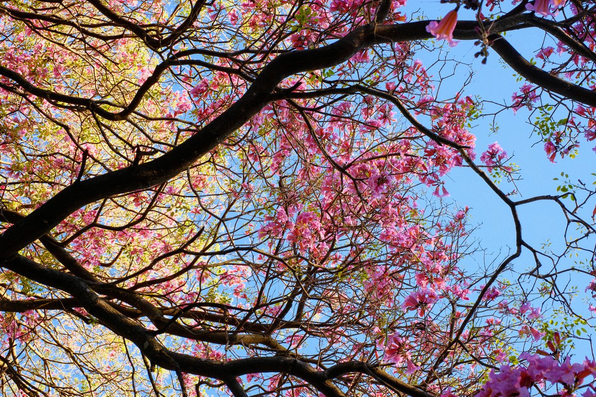 Daniel Carando tweet media