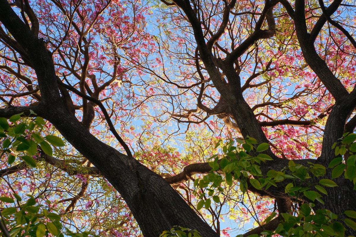 Los lapachos del Pabellón 1
<a href="/Exactas_UBA/">Exactas UBA</a>