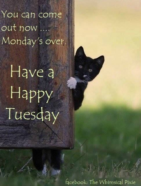 barbiesway's tweet image. #tuesdaymotivatons #tuesdayvibes #TuesdayFeeling
“The best way to cheer yourself is to try to cheer someone else up.” ~Mark Twain
“Success is getting what you want, happiness is wanting what you get.” ~W. P. Kinsella
“Independence is happiness.” ~Susan B. Anthony
