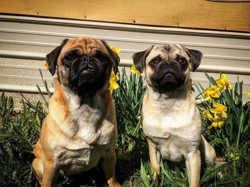 DogCastRadio's tweet photo. Paisley & Tuff are cowpugs
They really do round up cattle
In Episode 225 owner Sara tells Julie why she chose Pugs & how they came to become cattle dogs https://t.co/ekiKslFkDl
#pug #dog #cowpug #puglovers #cattle #cattledog #dogsareamazing #unusual #farmdog #paisley #cute https://t.co/D2upmfYYRj