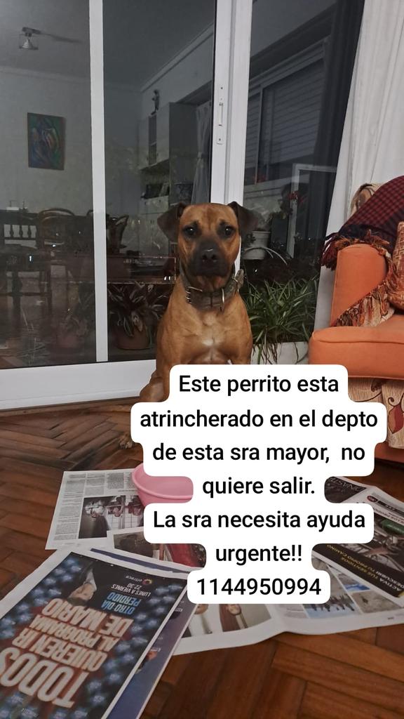 patripeyrou's tweet image. Atención!!
Ayuda urgente 
Zona congreso!!!