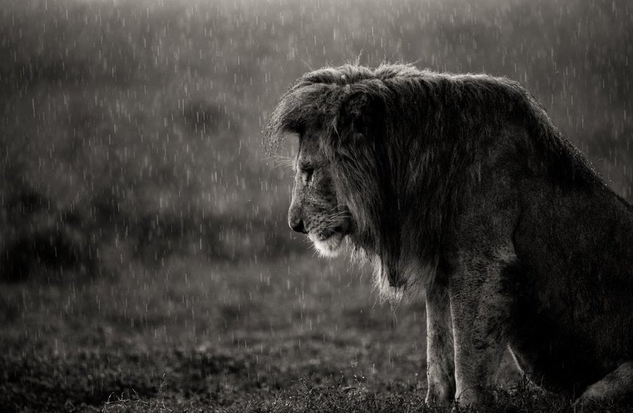 The Lion tweet media