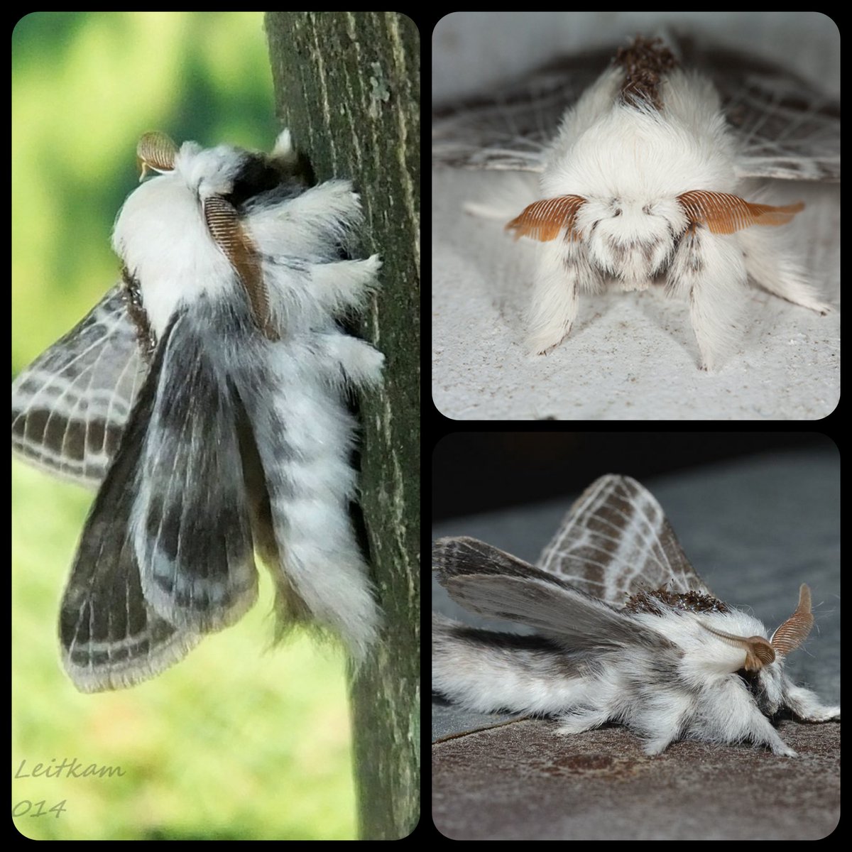 The Large Tolype Moth 🪶