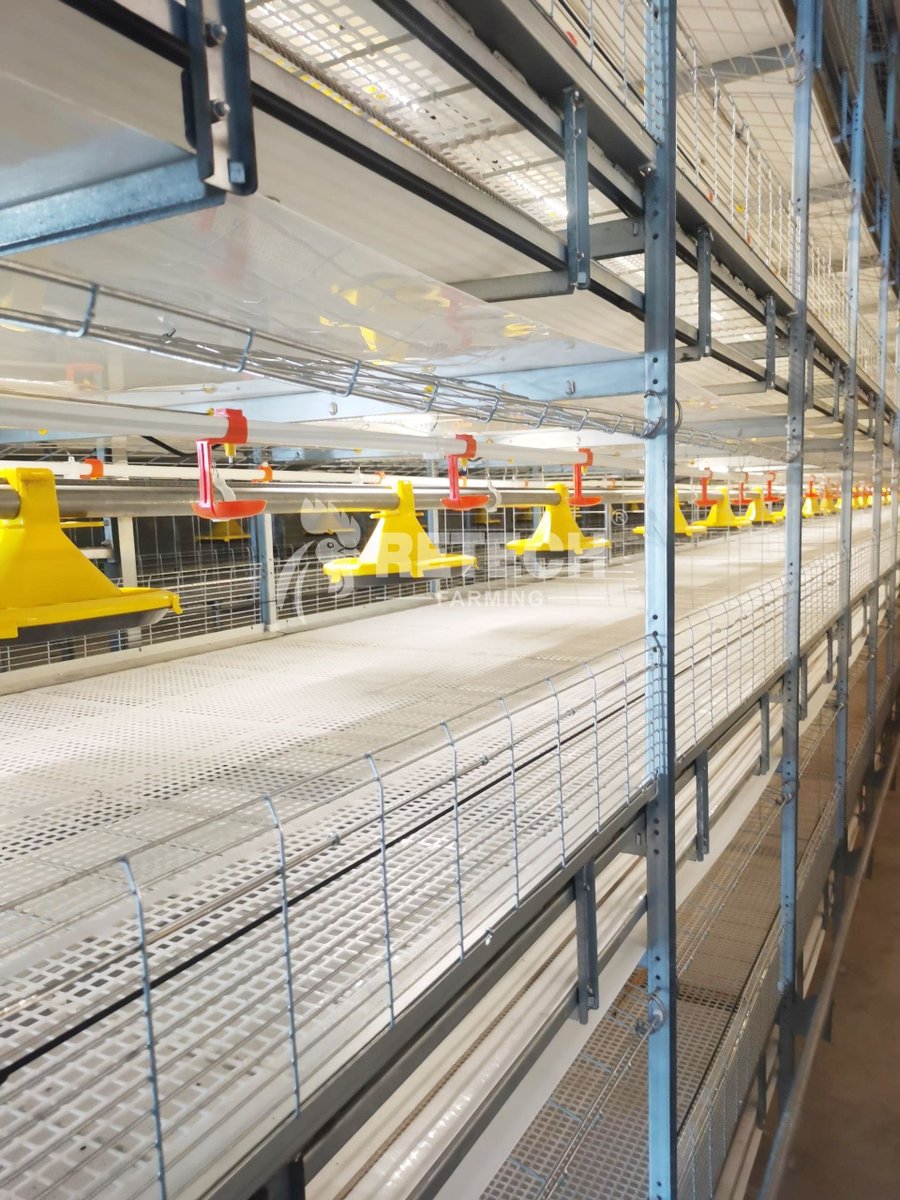 retechfarming's tweet image. 📍Philippines Broiler Chicken Project

We can customize a turnkey solution for chicken farming business. 

📲 WhatsApp: +86 185 6181 8850
📧 Email: admin@retechfarming.com
🌐 Website: retechfarming.com

#retechfarming #chickenfarm #chickenfarming #poultryfarm #broilercage