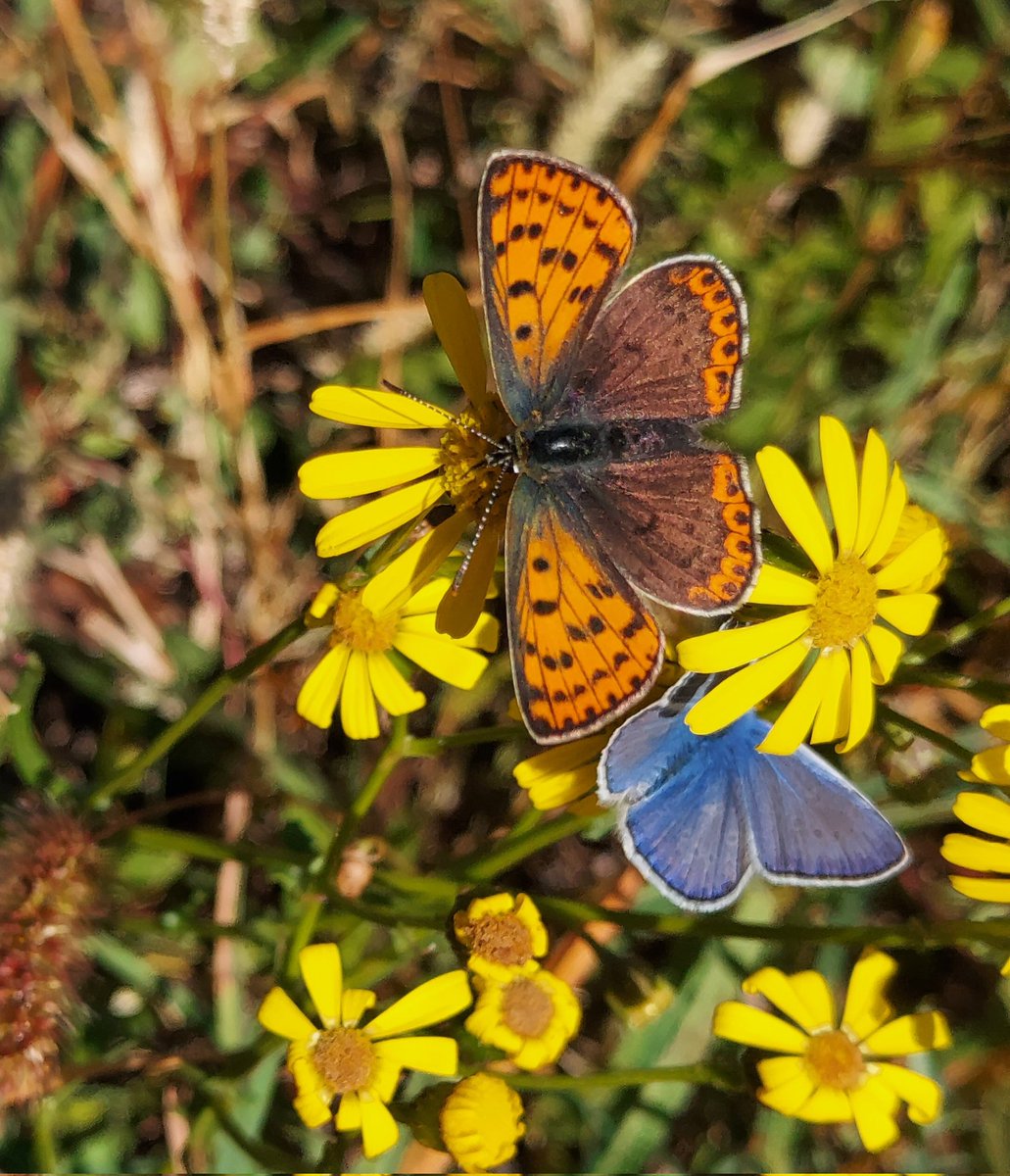 Maria Lea tweet media