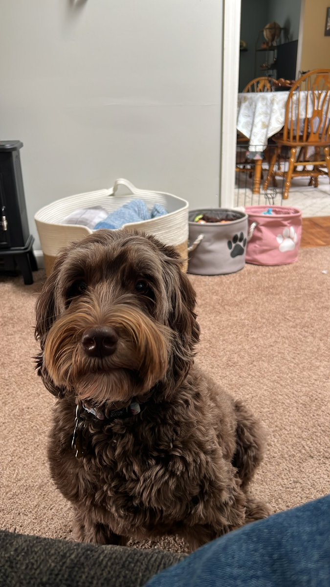 JW_edsolutions's tweet image. Working from home allows me to have a work pet to keep company. One of the many perks. Some days I miss working around people. But only sometimes 😂🤪. Have a great day my peeps! 🙌🏻 #teachersofx #educationsolutions