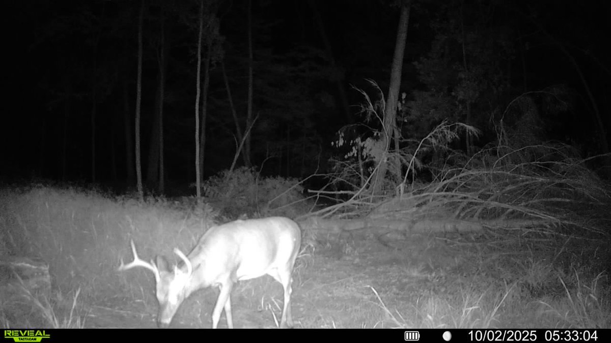 TheMichigan_Man's tweet photo. Angle means everything when it comes to trail cam pictures. When I saw the first picture, pretty nice buck. The next couple, what a monster! 

#Michigan #deerhunting #whitetail #bowseason #fall #hunter #hunting https://t.co/aD8CfS1wnW
