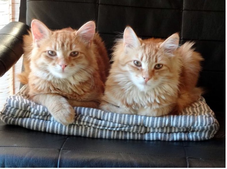 Tuesday Trivia: “Copy Cat”- 𝐎𝐍𝐋𝐘 𝐄𝐌𝐀𝐈𝐋𝐄𝐃 𝐀𝐍𝐒𝐖𝐄𝐑𝐒 𝐀𝐂𝐂𝐄𝐏𝐓𝐄𝐃 𝐍𝐎 𝐄𝐗𝐂𝐄𝐏𝐓𝐈𝐎𝐍𝐒: MetaWashington@siriusxm.com
Who does the Bible say copied Solomon’s proverbs? 𝐎𝐍𝐋𝐘 𝐄𝐌𝐀𝐈𝐋𝐄𝐃 𝐀𝐍𝐒𝐖𝐄𝐑𝐒 𝐀𝐂𝐂𝐄𝐏𝐓𝐄𝐃: MetaWashington@siriusxm.com