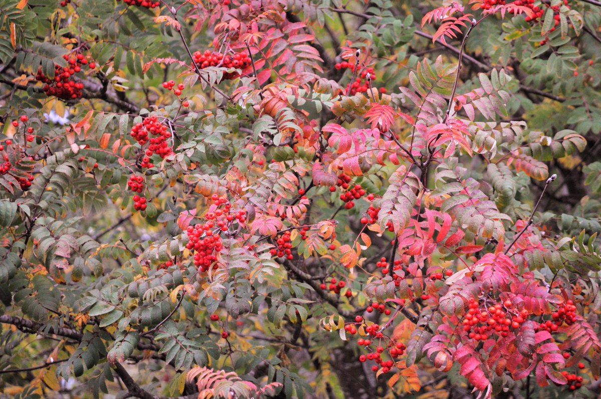 Redwings in the garden eyeing up my rowan tree,leaves turning a nice shade of red now.