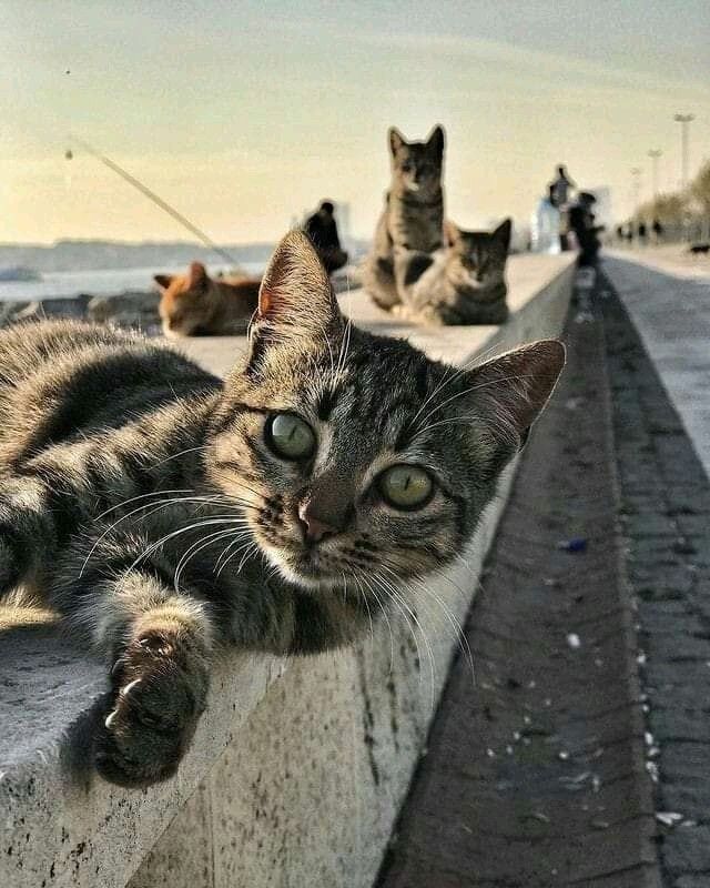 digerkm's tweet photo. bir kedi fotoğrafı bırak 🐾 https://t.co/mJNCGXO5Q1