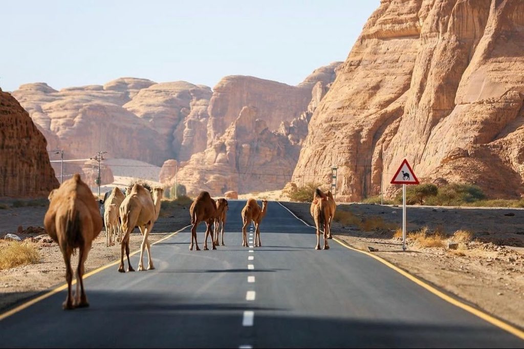 منّي اجتهادٌ و سعي في مناكِبها
و منكَ ياربُّ توفيقٌ و تيسيرُ"