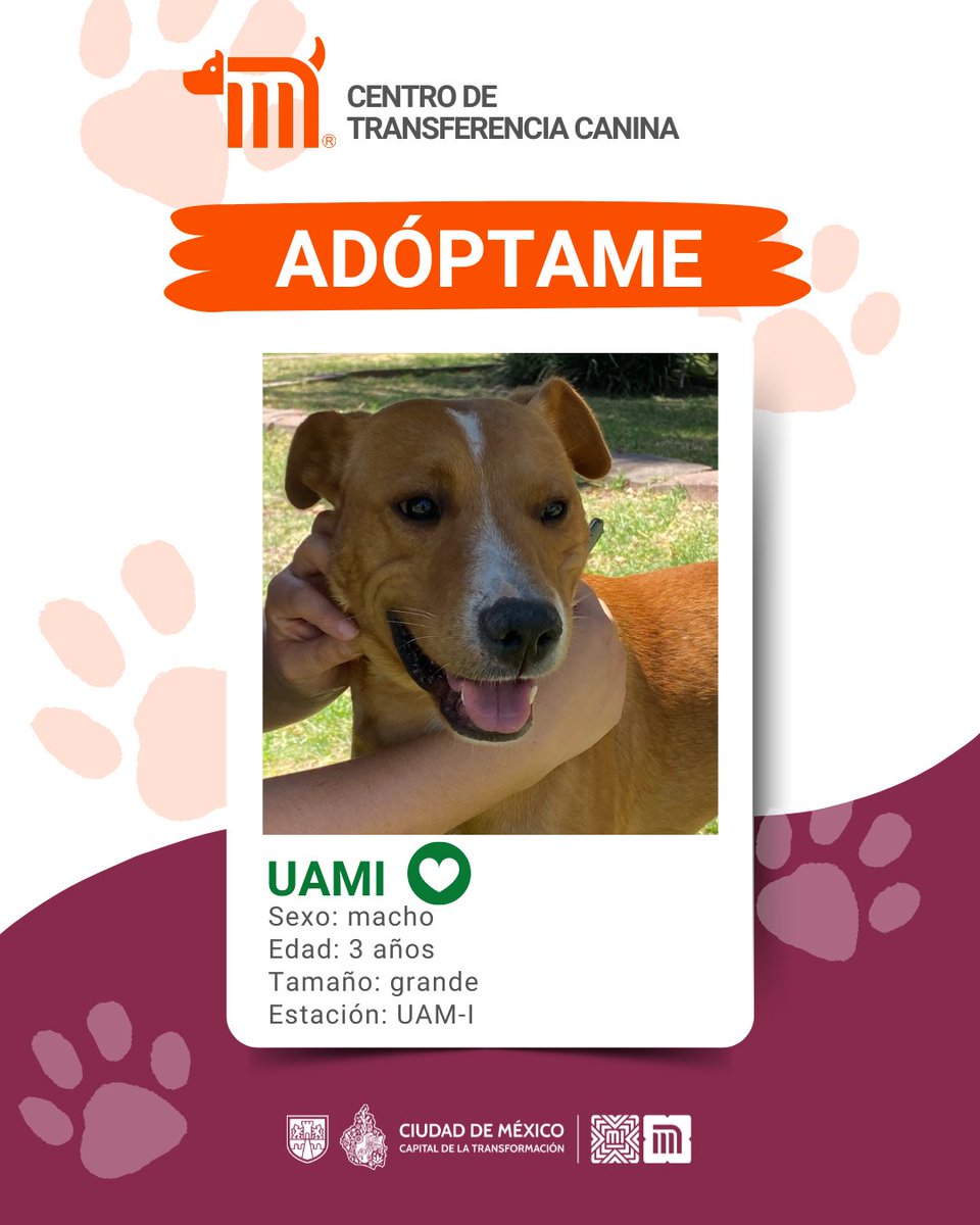 MetroCDMX's tweet photo. "Uami" está en busca de una familia, si deseas darle la oportunidad de ser adoptado comunícate con el @ctcdelmetro, vía e-mail a: ctc@metro.cdmx.gob.mx  
Consulta requisitos de adopción en 👉🏼 https://t.co/vy9M5dnm1J 🐾  #AdoptaNoCompres 🐶🏡 https://t.co/biQuySwIEV
