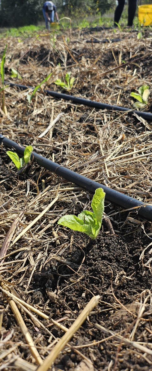 LogicMonitor's tweet image. Urban Roots brings together Austin teens learning to lead & families who need fresh food. Last week, our team planted cabbage @ their South ATX Farm. It's the kind of work we make time for. Through LM Cares, LMers gets paid volunteer time each quarter to show up where it matters.