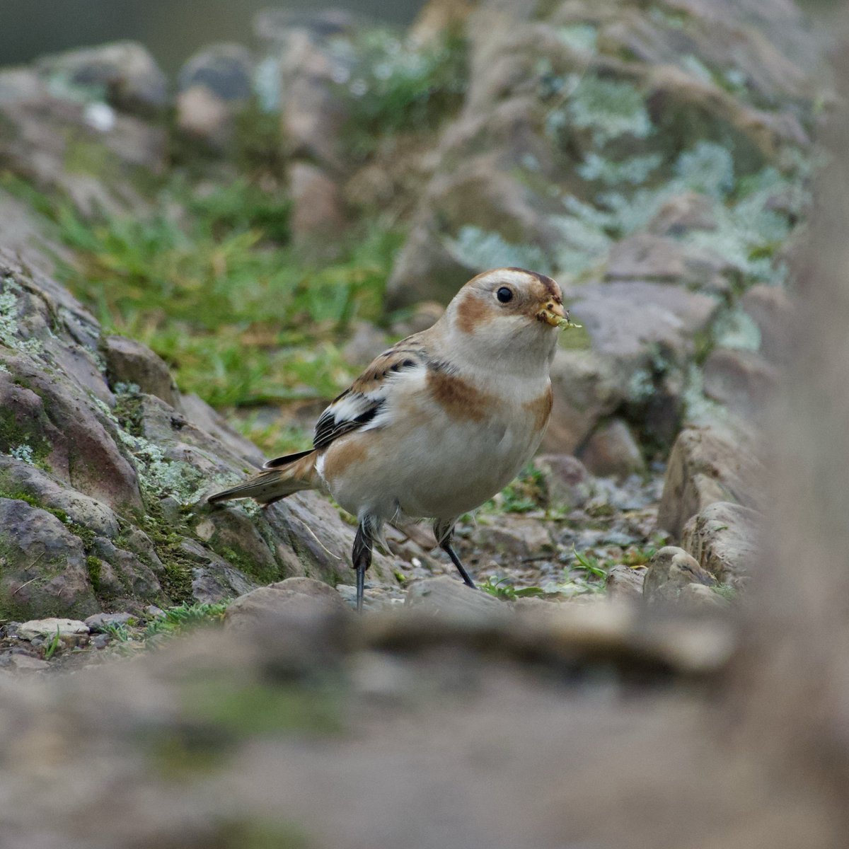 c4hub's tweet image. Beacon Hill CP, L&amp;amp;R - Snow Bunting showed well this AM (thanks to B Ingram for finding). My first since 2018 but there was one at the same site in Dec 2023 which I didn’t see.  @LandRbirds