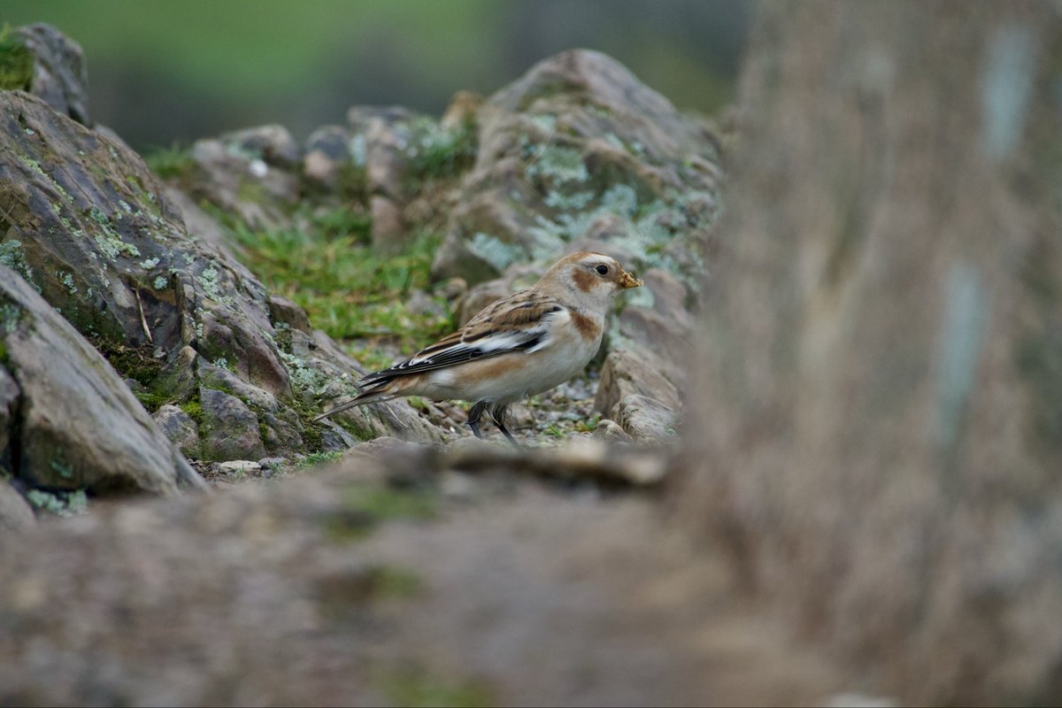 c4hub's tweet image. Beacon Hill CP, L&amp;amp;R - Snow Bunting showed well this AM (thanks to B Ingram for finding). My first since 2018 but there was one at the same site in Dec 2023 which I didn’t see.  @LandRbirds