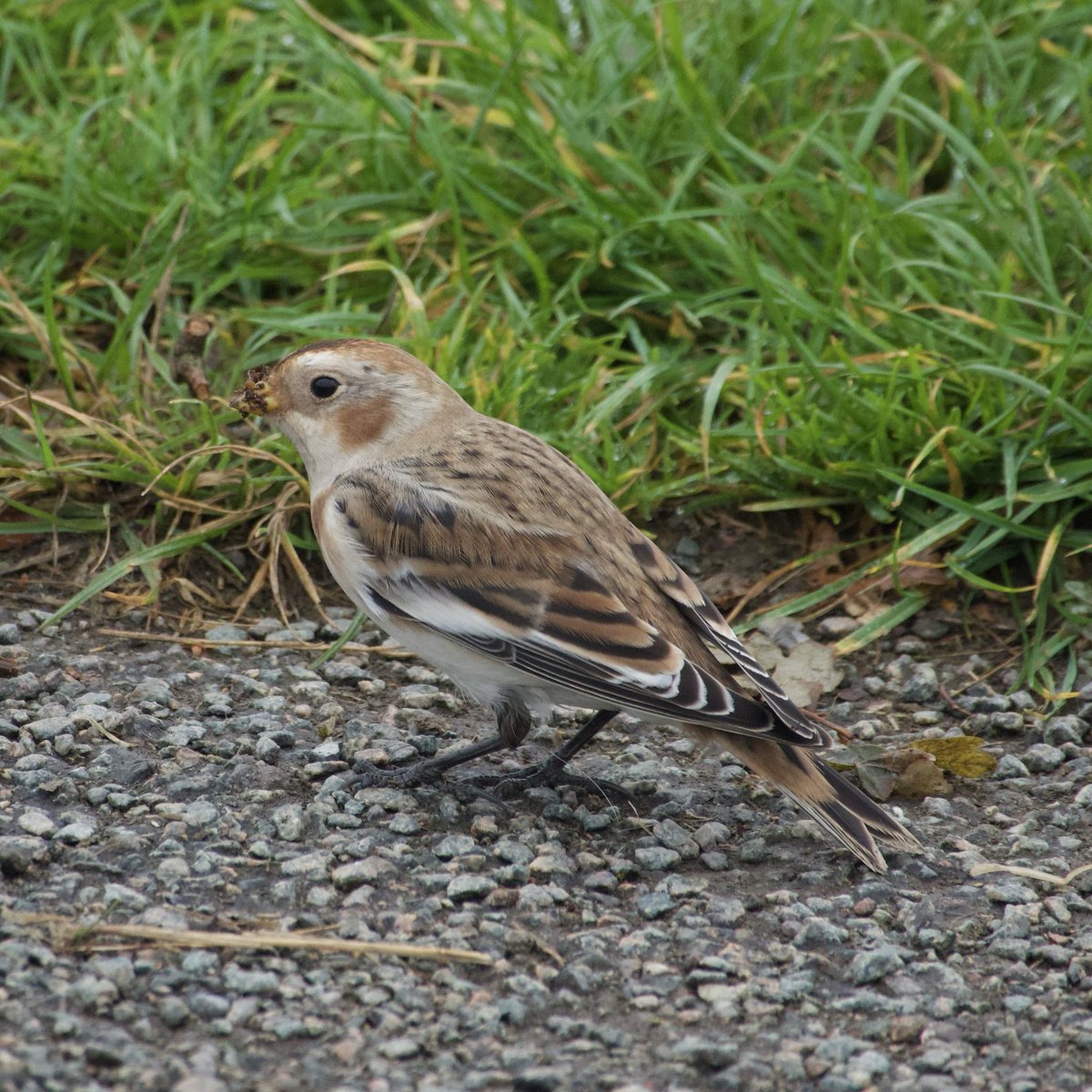 Beacon Hill CP, L&amp;R - Snow Bunting showed well this AM (thanks to B Ingram for finding). My first since 2018 but there was one at the same site in Dec 2023 which I didn’t see.  <a href="/LandRbirds/">Birds of Leicestershire & Rutland</a>