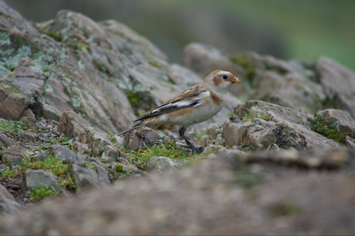 c4hub's tweet image. Beacon Hill CP, L&amp;amp;R - Snow Bunting showed well this AM (thanks to B Ingram for finding). My first since 2018 but there was one at the same site in Dec 2023 which I didn’t see.  @LandRbirds