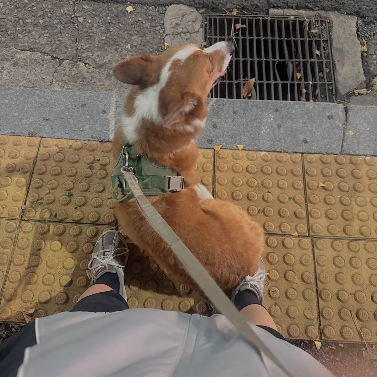 potato170629's tweet photo. 무릎내측인대 파열 2주차

산책하기 너무 좋은 날씨라 어제부터 감자데리고 산책 다시 시작....공원에 오프리쉬 너무 많아서 그냥 지하철 세역정도 걷기.

감자 산책 한시간 시키고 나는 러닝머신 한시간 뛰러 가야징... https://t.co/ULgtKDTH66