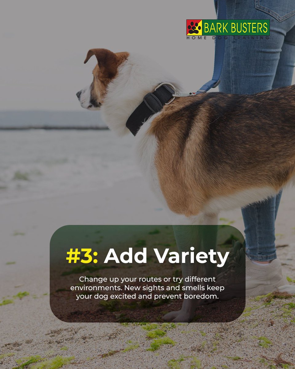 BarkArlington's tweet image. If walks feel like a tug-of-war, it’s time for a change.

Our trainers can help turn frustration into focus. 🦮

#barkbusters #dogtraining #positivedogtraining