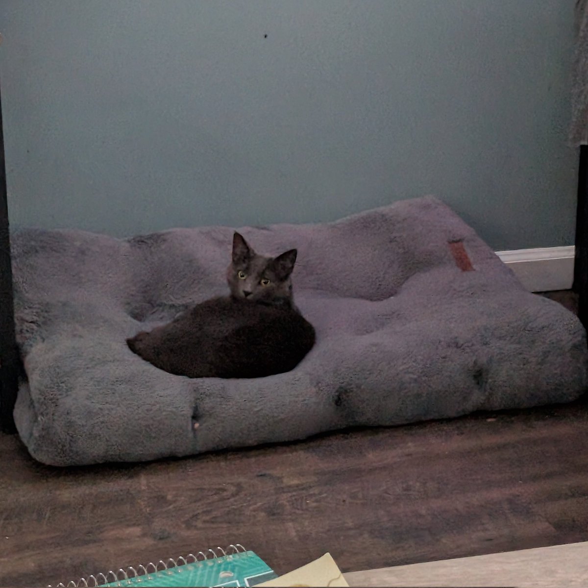 Ginger And Turnip tweet media