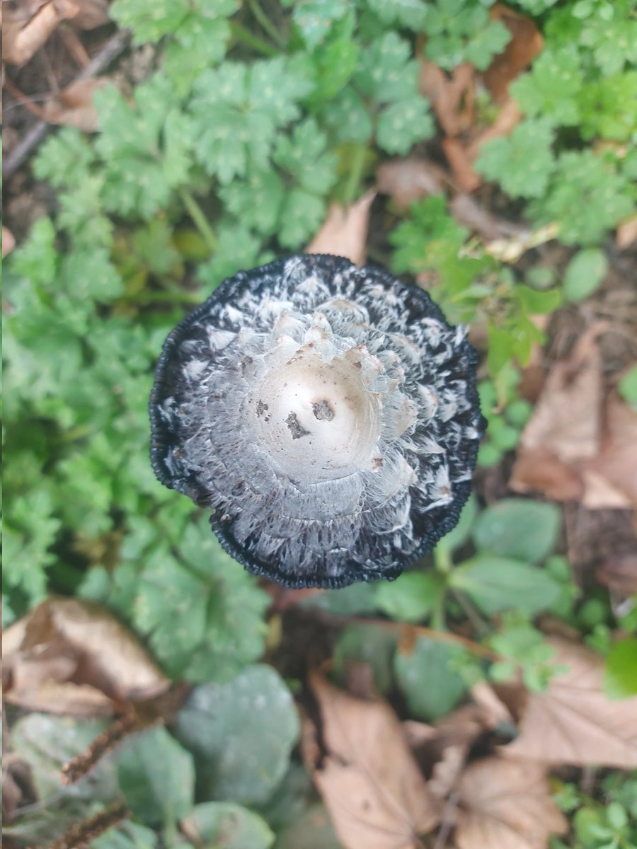 Boot and Shoe tweet media