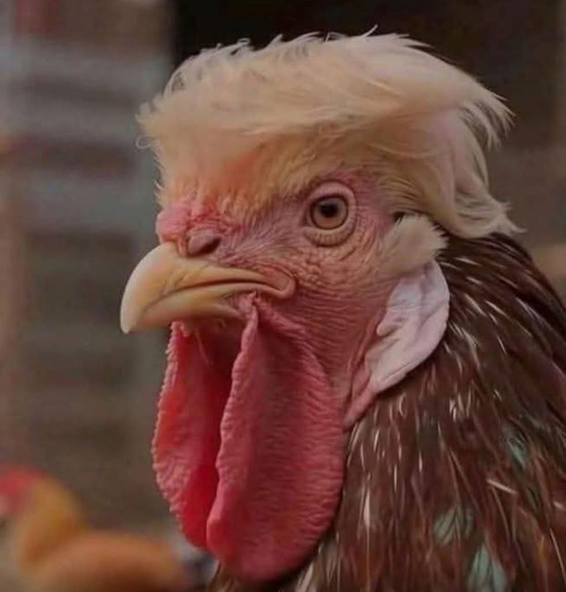 Mama-Wife-Retiree 💙 tweet media