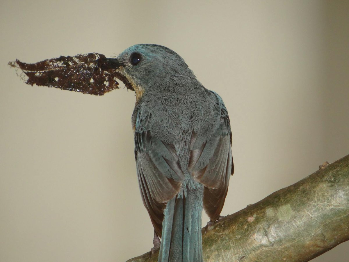 Whitney9539369's tweet image. Just dyed a scarf with vibrant lichen pigments!��✨The colors pop like nature’s own art. Try Usnea for purples or Xanthoria for golds. Experiment and let the forest inspire you! #LichenDyeing #NaturalDyes #EcoCraft