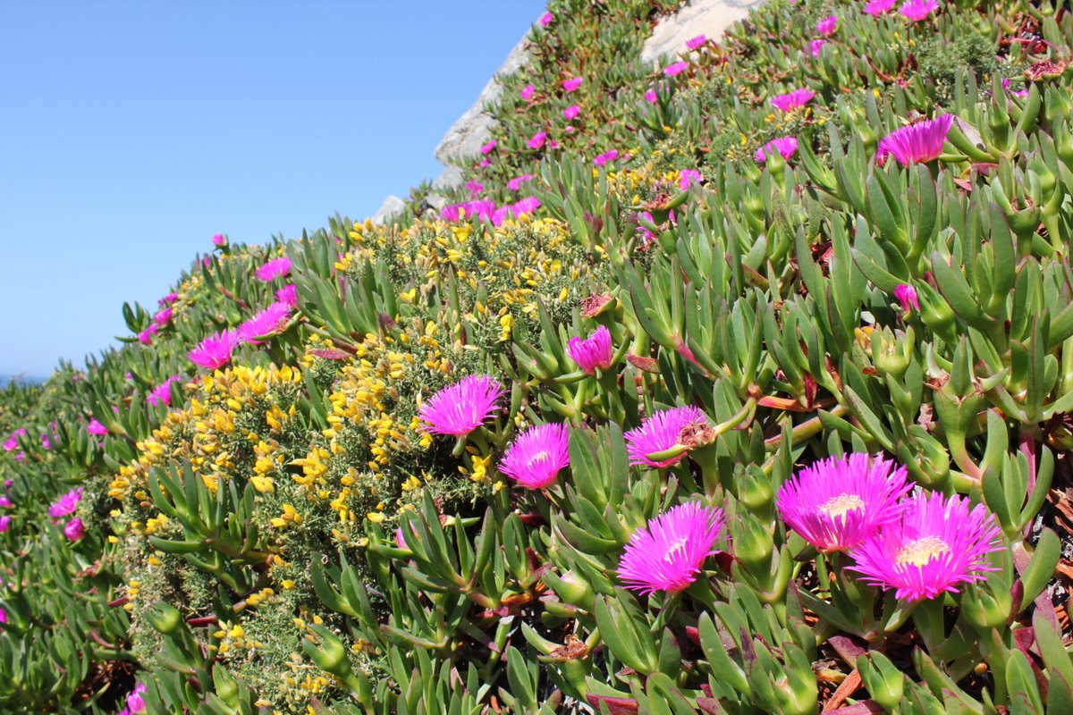 💻 Las redes sociales ayudan a los científicos/as a rastrear la floración de plantas invasoras

🌸 Un equipo de la #EEZA_CSIC ha analizado más de 1.700 fotografías en seis países

🗣️“Miles de personas estaban documentando estas invasiones sin saberlo"

👉 f.mtr.cool/lslqgzjeme