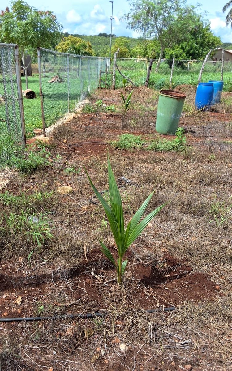 tkmsingh's tweet image. Inspired by Coconut Industry Board - CIB - Celebrating 80 Years - I did this on our Farm #ThreeSistersFarm #SeaAir #Manchester @novia_ramsay @nariws001 @floydgreenja