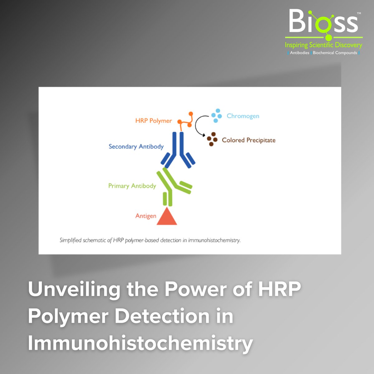 Whether you’re optimizing assays or refining your staining protocols, HRP polymer detection offers the precision and sensitivity needed to elevate your IHC results. 

Explore how it works and why it’s redefining immunohistochemistry: hubs.ly/Q03Ny5-r0.