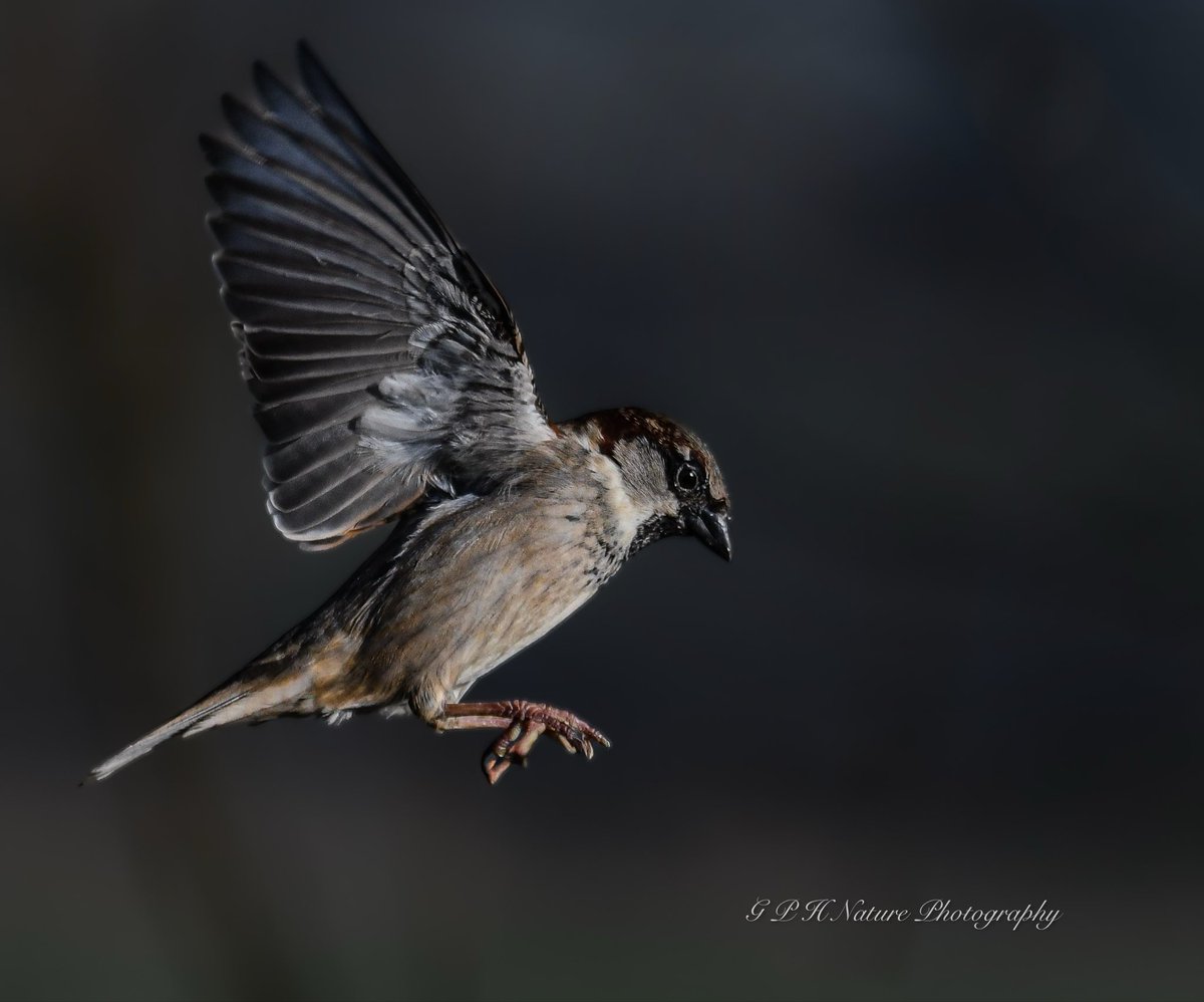 House Sparrow ~ Beautiful and overlooked. Somerset