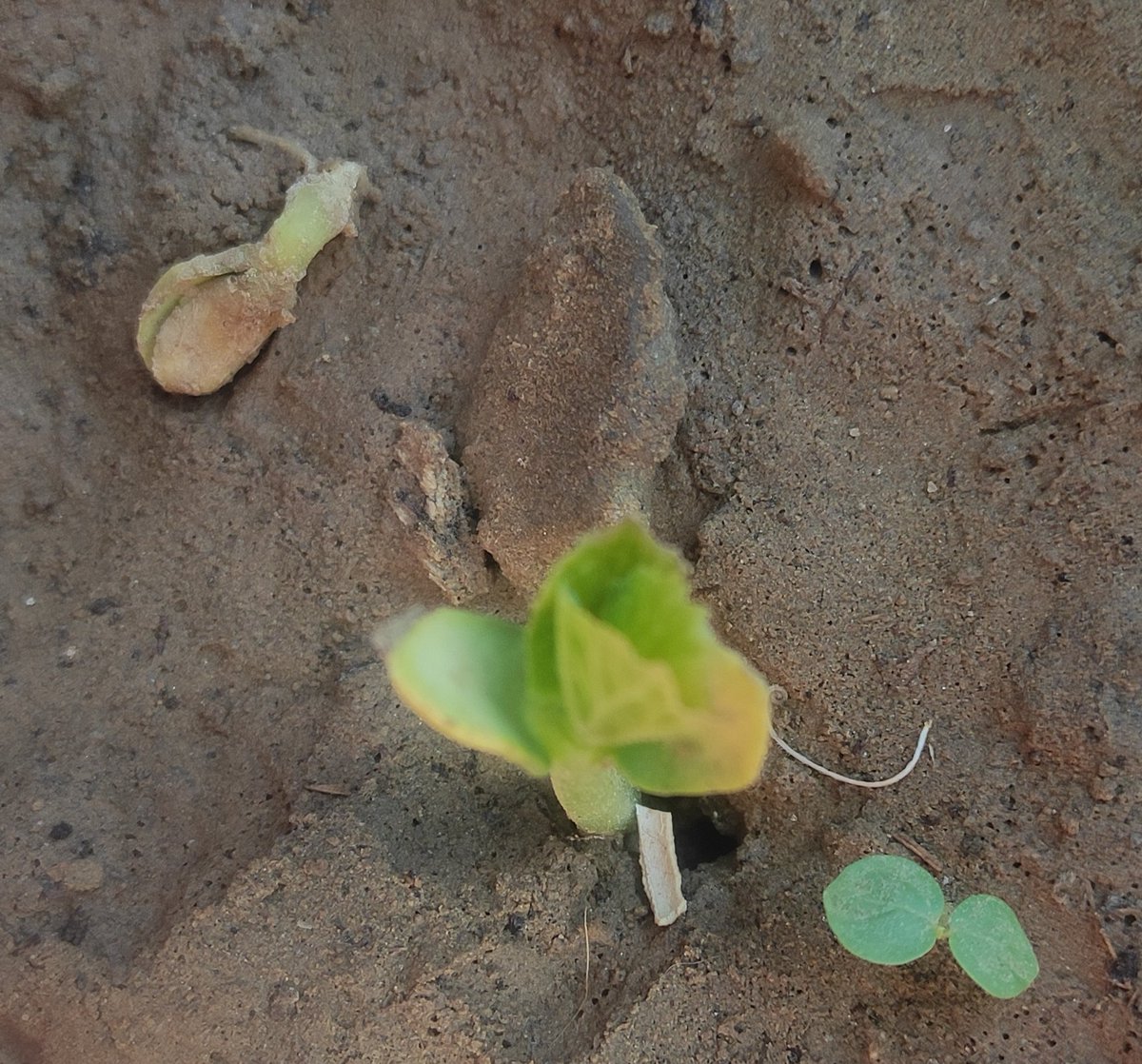 _Mishraa's tweet image. एक छोटा प्रयास...थोड़ा प्रकृति के करीब....छोटी छोटी खुशियों के लिए....❤️😊