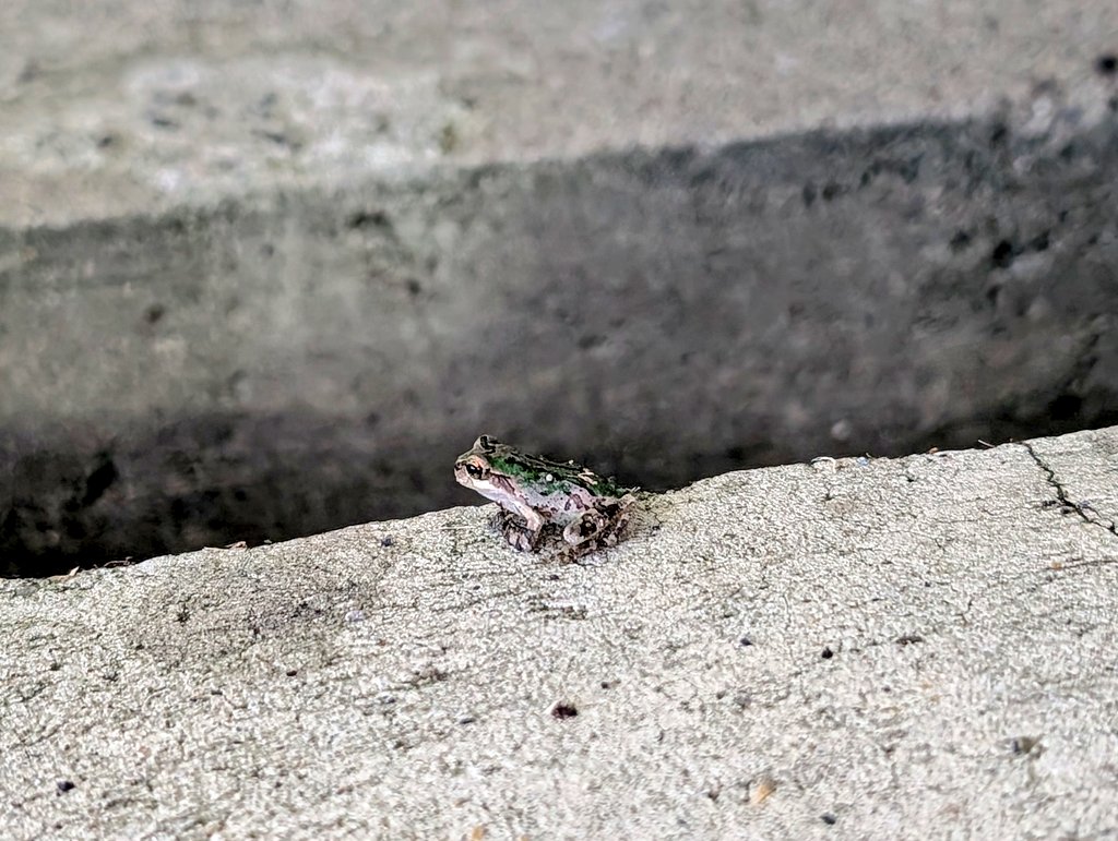 erurinko1's tweet photo. カエル、１４日についに出て行ってしまいました🥹
３ヶ月以上キンカンの鉢で暮らしてたね。たまたま見たら外にいて、待っててくれたのか！ってなったー。少し見てたらぴょこぴょこ旅立っていきました。ちゃんと冬眠できるといいな☺️元気でね！ https://t.co/vlVOy4rmN3