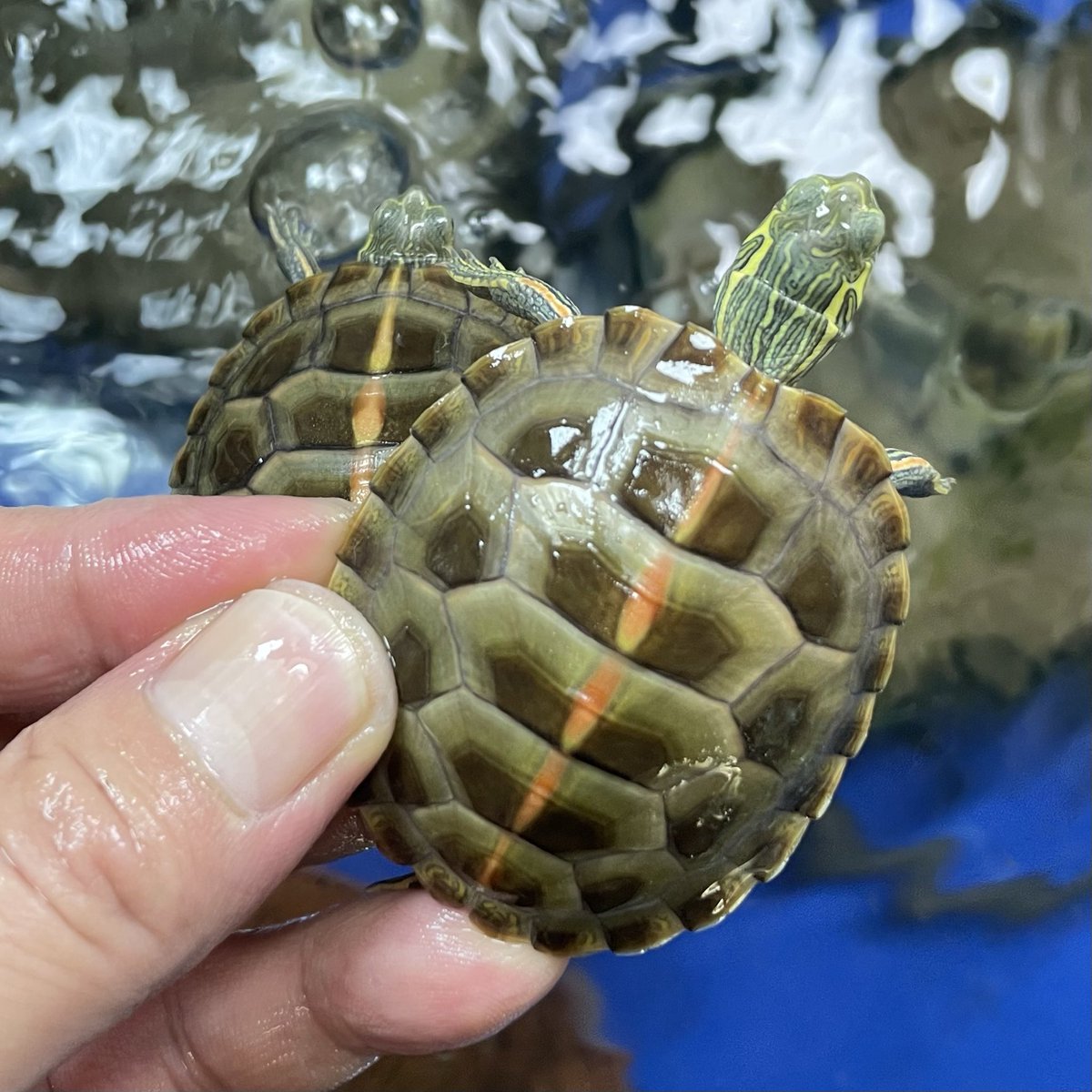 kamezo69247226's tweet image. セスジニシキ⭐︎

少し成長しました😊

#セスジニシキガメ
#MQ #近畿レプタイルズマーケット
@MqReptile @kinkirep