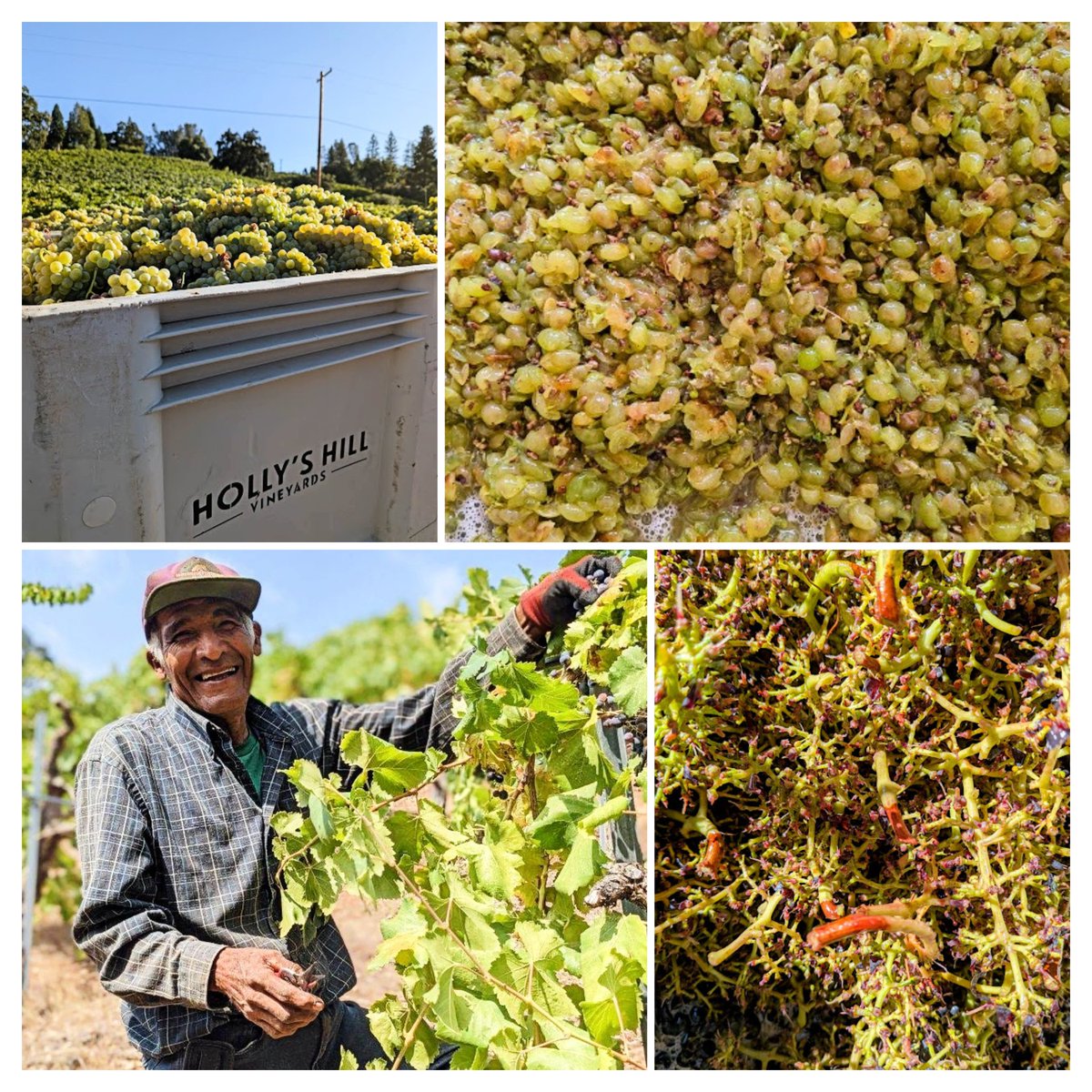 Orange wine, sweet Viognier, a little rain on the hills. Harvest 2025 blog is up. 
hollyshill.com/blog/harvest-r…
#HollysHillVineyards #SierraFoothills #ElDoradoWine #OrangeWine #Viognier #Harvest2025 #RuggedRefined