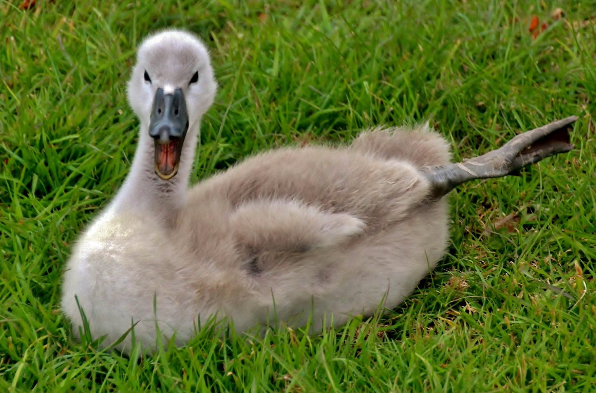 The Cornish Maid tweet media